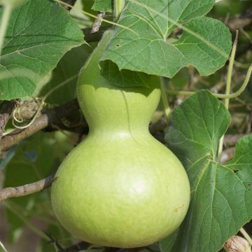 Porongo Pélerine
