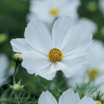 Cosmos bipinnatus Purity (semillas)