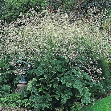 Crambe cordifolia (semillas)