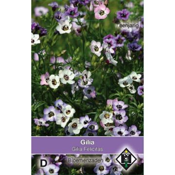 Gilia tricolor Felicitas - Ojos de pájaro