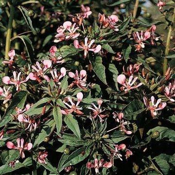 Lopezia cordata Pretty Rose