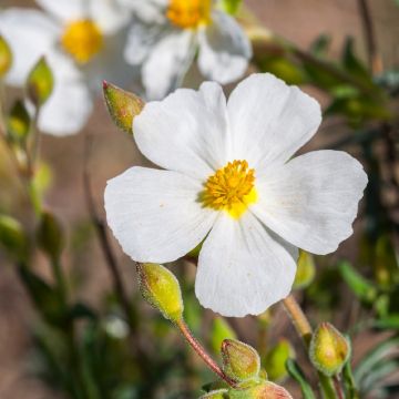 Halimio April Snow - Halimium umbellatum