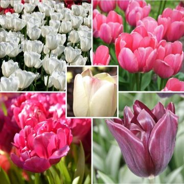 Suavidad primaveral - Armonía de Tulipanes rosas, morados, marfil.