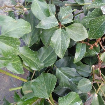 Hiedra de Persia Arborescens