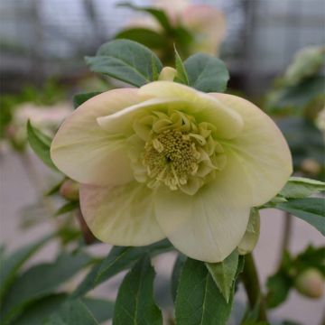 Eléboro oriental Anemone Apricot