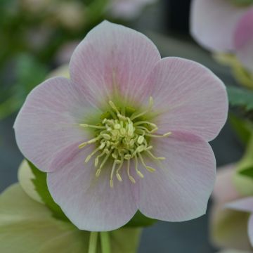 Eléboro oriental Pink