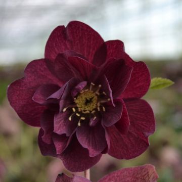 Eléboro oriental ViV Isabella