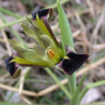 Iris tuberosus - Lirio de Cuaresma