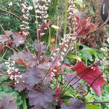 Coralito Dark Magic