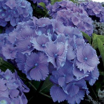 Hortensia macrophylla Hambourg - Hydrangea