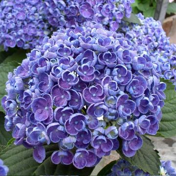 Hortensia macrophylla Hovaria Hopcorn - Hydrangea