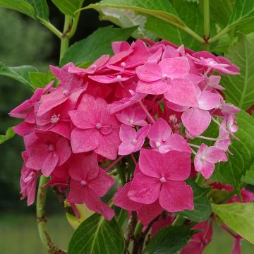 Hortensia macrophylla Constellation - Hydrangea