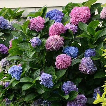 Hortensia macrophylla L.A Dreamin - Hydrangea