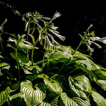 Hosta plantaginea grandiflora
