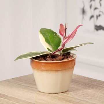 Hoya Flamingo Dream