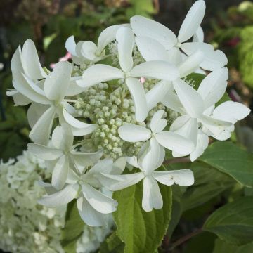 Hortensia paniculata Great Star Le Vasterival - Hydrangea
