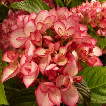 Hortensia macrophylla Dutch Ladies Salsa - Hydrangea