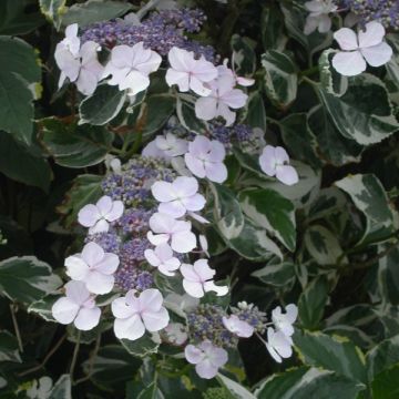 Hortensia macrophylla Tricolor - Hydrangea