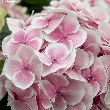 Hortensia macrophylla Wedding Ring - Hydrangea