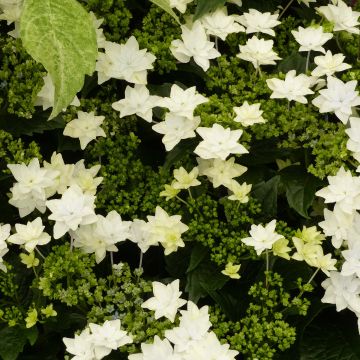 Hortensia macrophylla Hovaria Fireworks White - Hydrangea