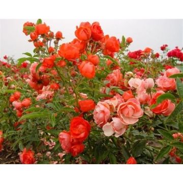 Rosal Orange Morsdag - Rosal enano