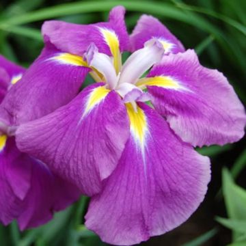 Iris Japonés Sensation - Iris ensata