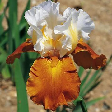 Iris germanica Fall Fiesta