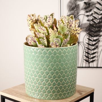 Kalanchoe marmorata