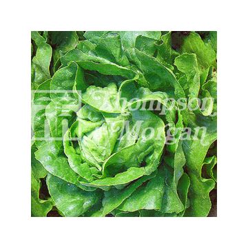 Lechuga Artic King