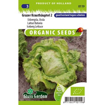 Lechuga Batavia Grazer Krauthäuptel 2