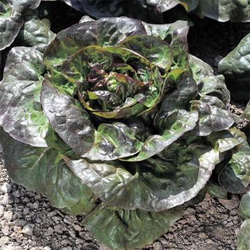 Lechuga batavia Roja Cardinale