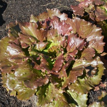Lechuga batavia Roja Relay