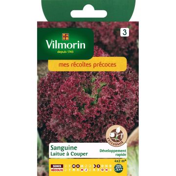 Lechuga batavia Sanguine