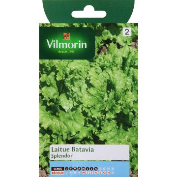 Lechuga batavia Splendor