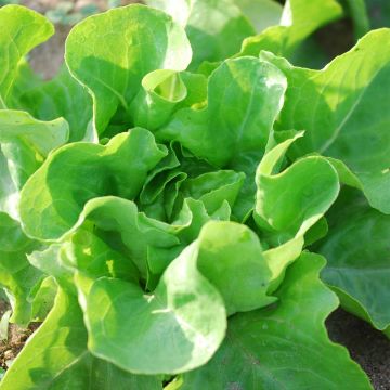 Lechuga La Première