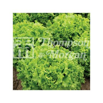 Lechuga batavia Lettony