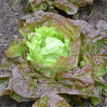 Lechuga Merveille des Quatre saisons Bio - Ferme de Sainte Marthe