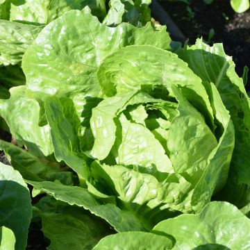 Lechugas Tantan Bio - Ferme de Sainte Marthe