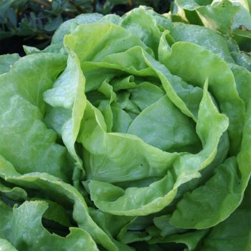Lechuga Sylvesta Bio - Ferme de Sainte Marthe