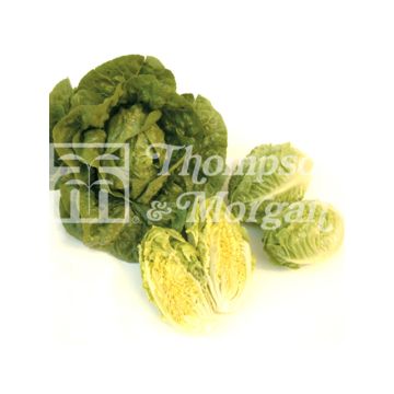 Lechugas Tantan
