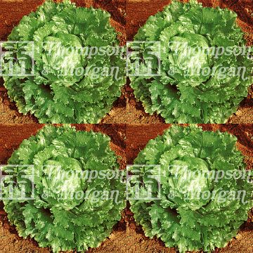Lechuga Webbs Wonderful