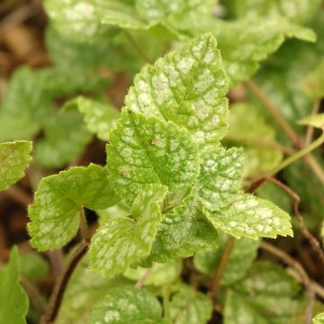 Lamium galeobdolon Kirkcudbright Dwarf - Arcángel amarillo
