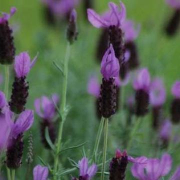 Lavanda stoechas - Cantueso