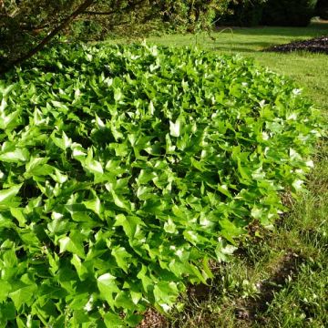 Hiedra Green Ripple
