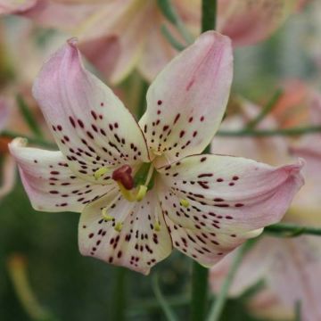 Lirio asiático Corsage - Lilium