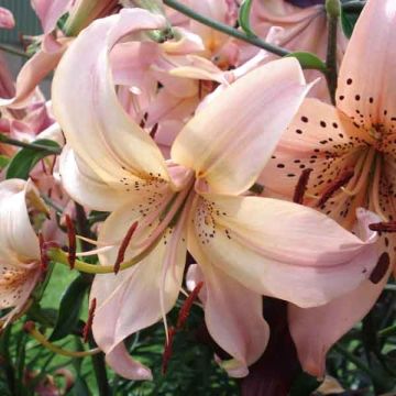 Lirio Pink Flavour