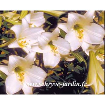 Lilium longiflorum White America - Lirio de Pascua​