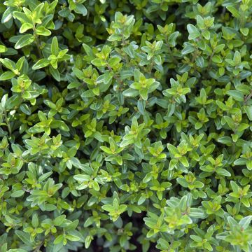 Madreselva de hoja - Lonicera nitida Tidy Tips