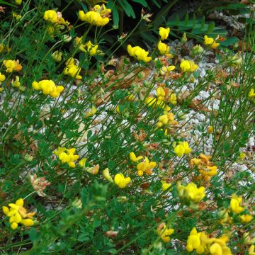 Lotus - Lotus corniculatus