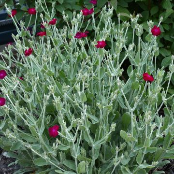 Lychnis coronaria Atrosanguinea - Clavel lanudo